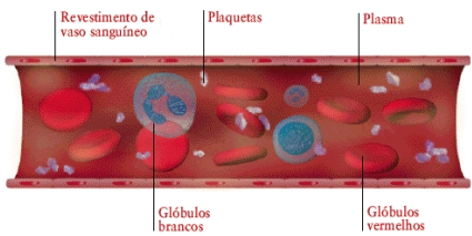 : : :  vaso sangu&iacute;neo  : : :